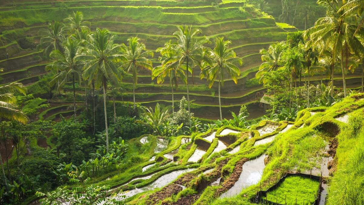 Tegalalang Rice Terraces