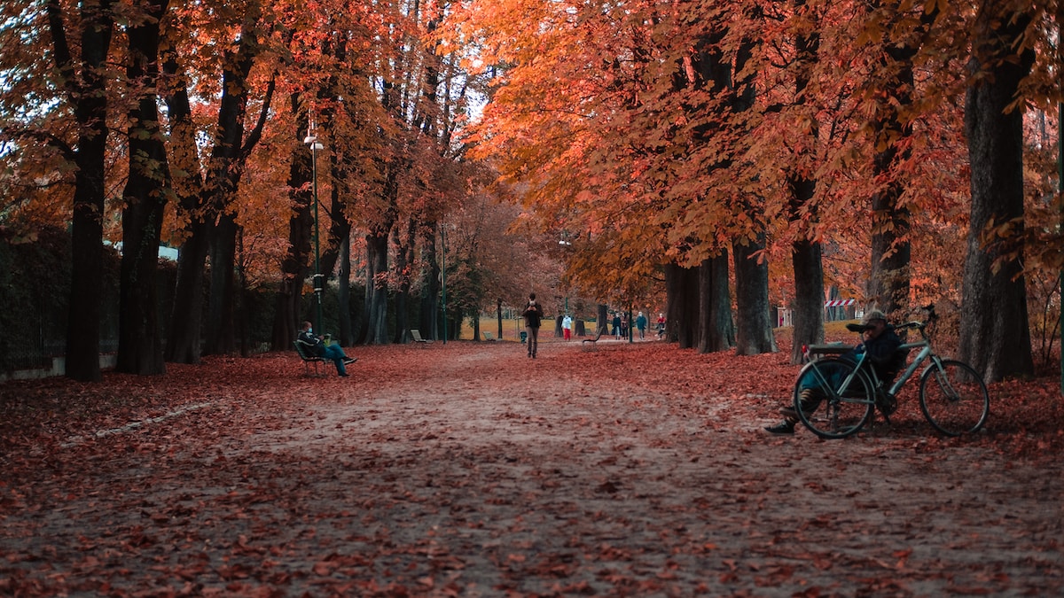 people walking on brown pathway surrounded by brown trees during daytime - Sempione Park Milan