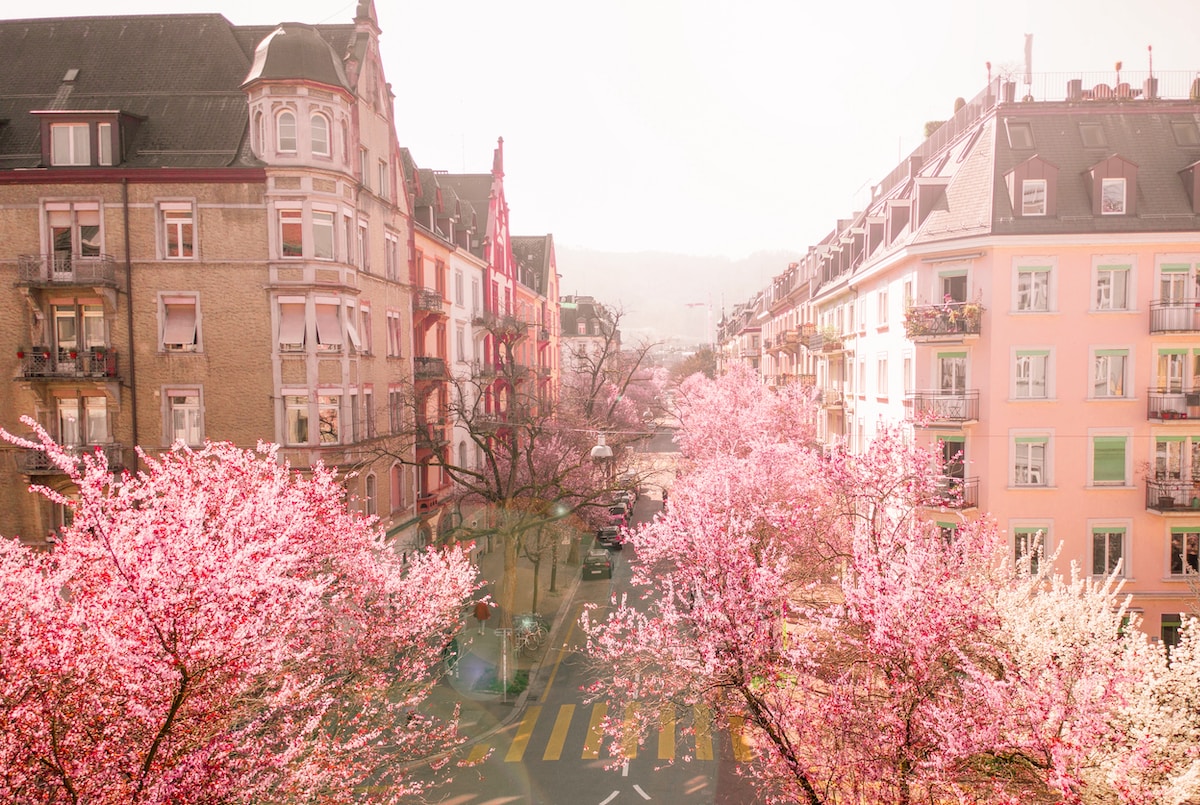 pink flowers near brown concrete building during daytime Zürich