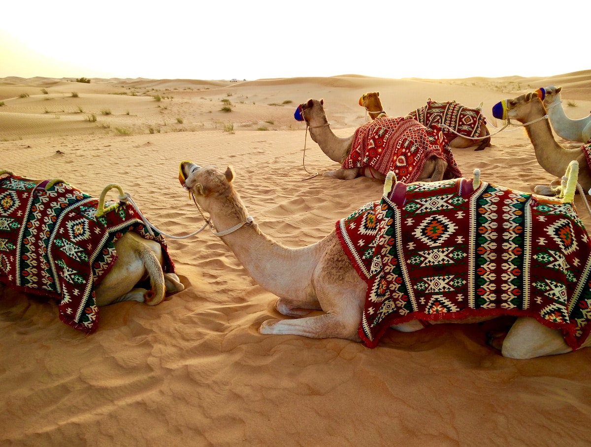 herd of camel sitting on desert sand - Dubai