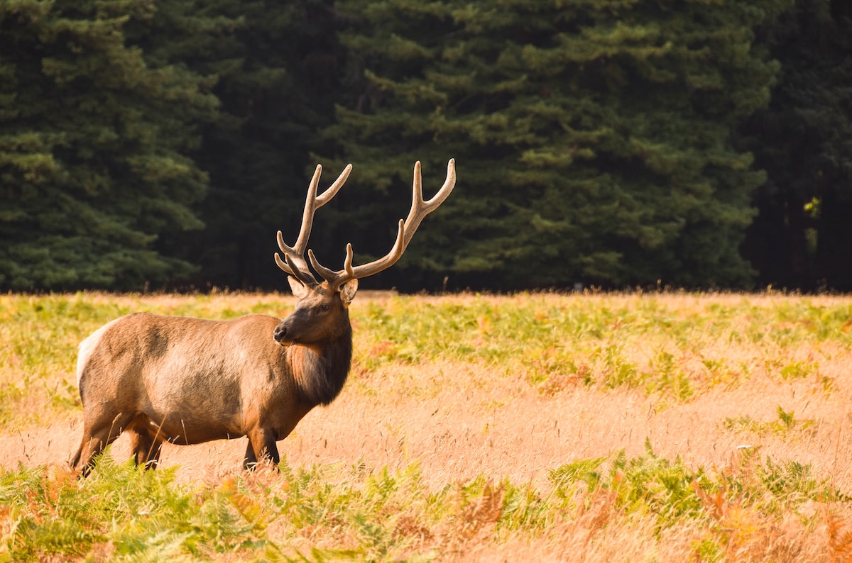 brown Buck - Redwood National Park - Kuechel Visitor Center, United States