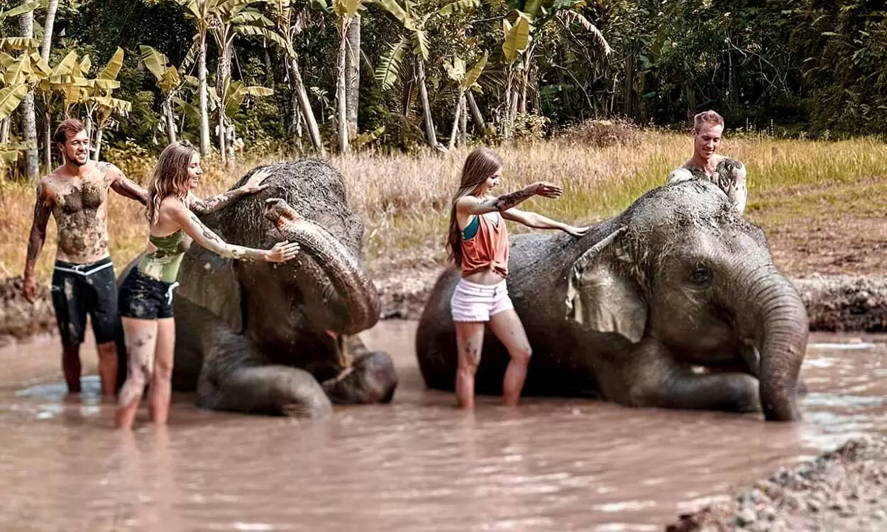 Bali Zoo Elephant Mud Fun