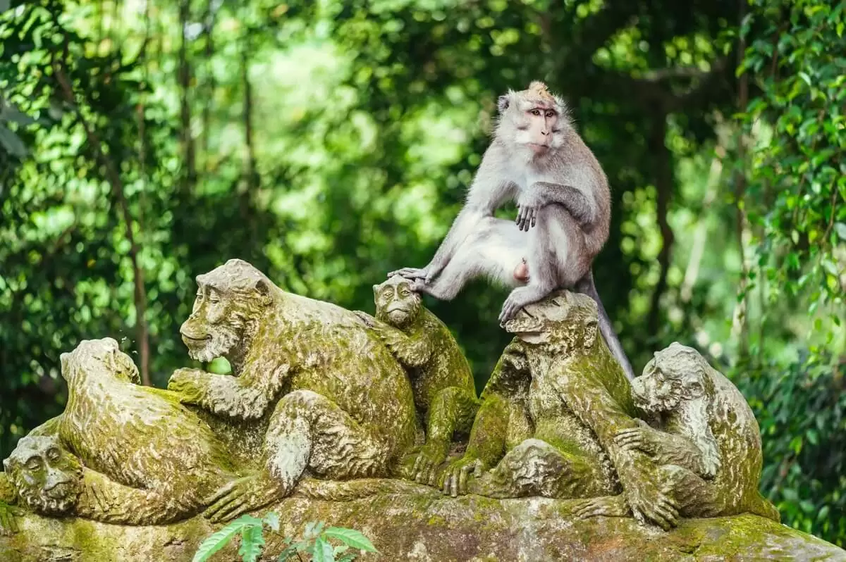 Monkey Forest in Ubud Air Bali