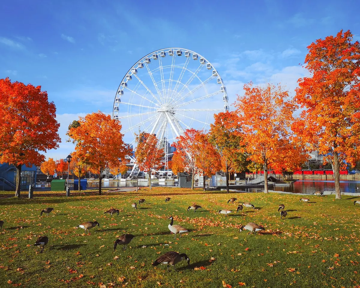 a ferris wheel surrounded by trees with orange leaves