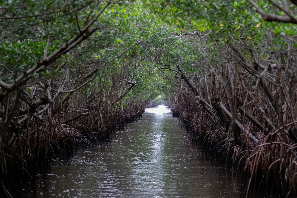 river between trees during daytime - Everglades Miami USA