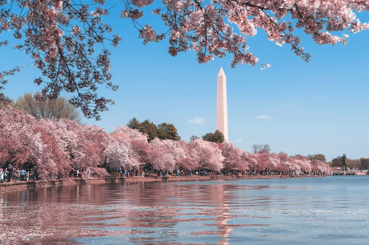 body of water near trees during daytime - Washington D.C