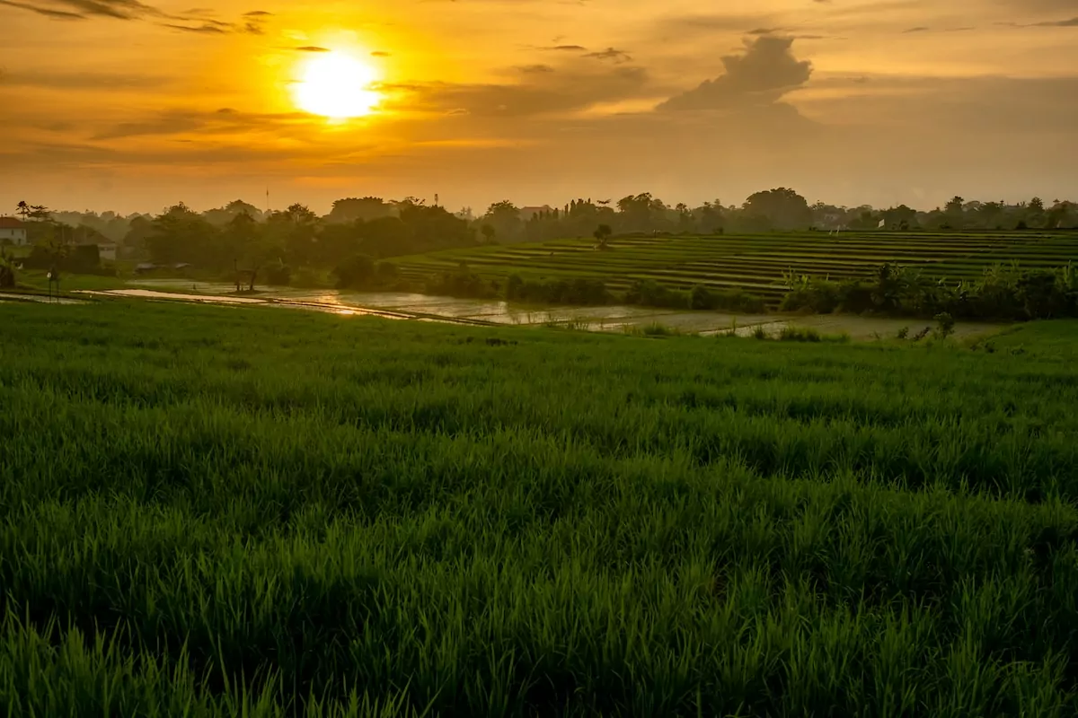 aerial photography of green rice field during sunrise Explore Canggu Rice Paddies