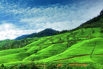 3 Days Tour to Kandy Nuwara Eliya & Sigiriya from Colombo