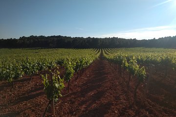 Private Wineries Tour from Valencia (morning tour)