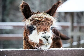 HELSINKI: Alpaca Farm Tour with Guided Walk (private)