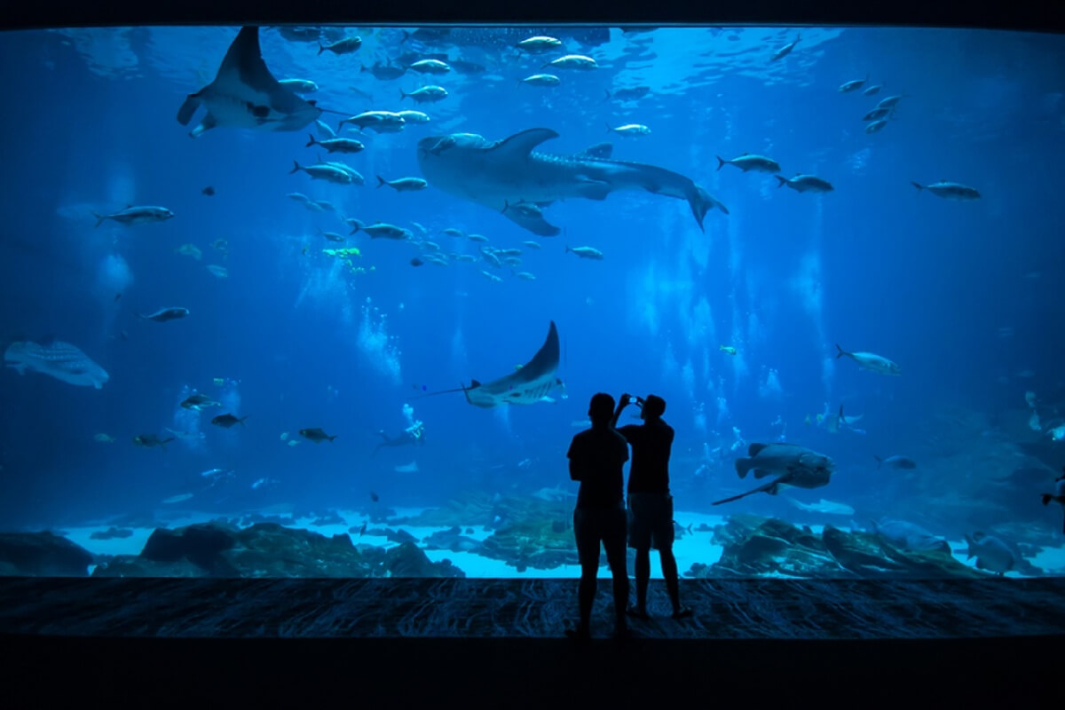 Jakarta Aquarium: Informasi Lengkap dan Panduan Penting