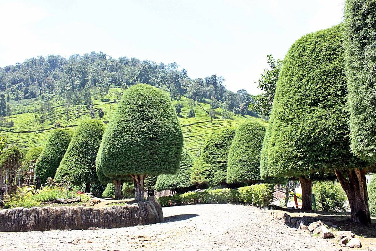 Bukit Jamur Ciwidey: Tempatnya Berburu Spot Foto Instagrammable