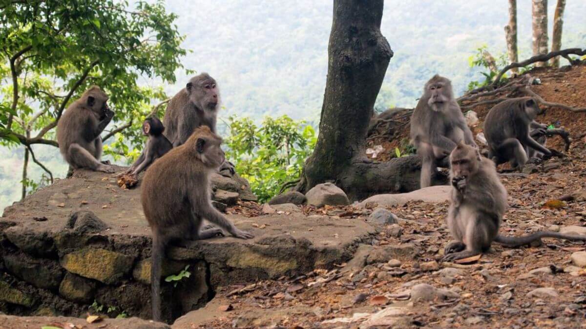 hutan monyet pusuk