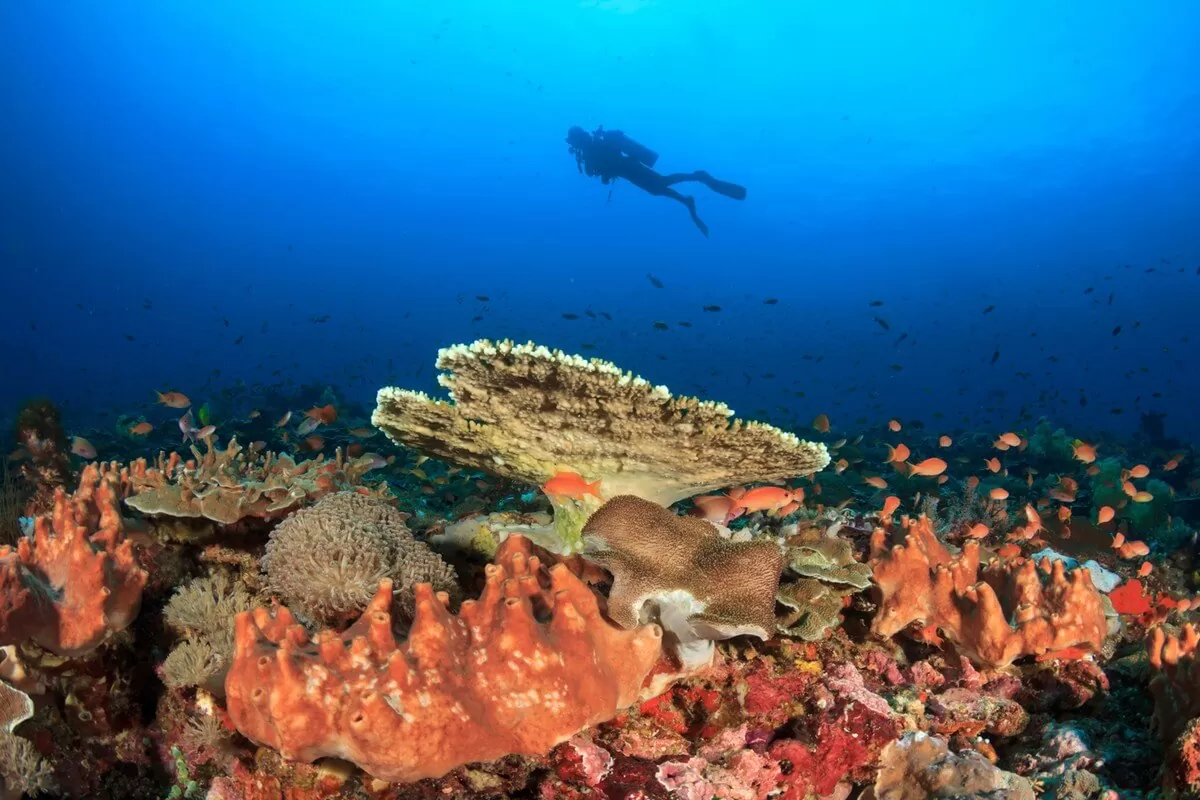 Scuba Diving, Pulau Seribu
