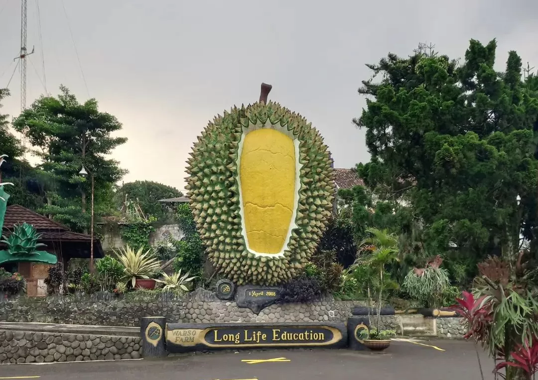 Kebun durian Warso farm bogor 