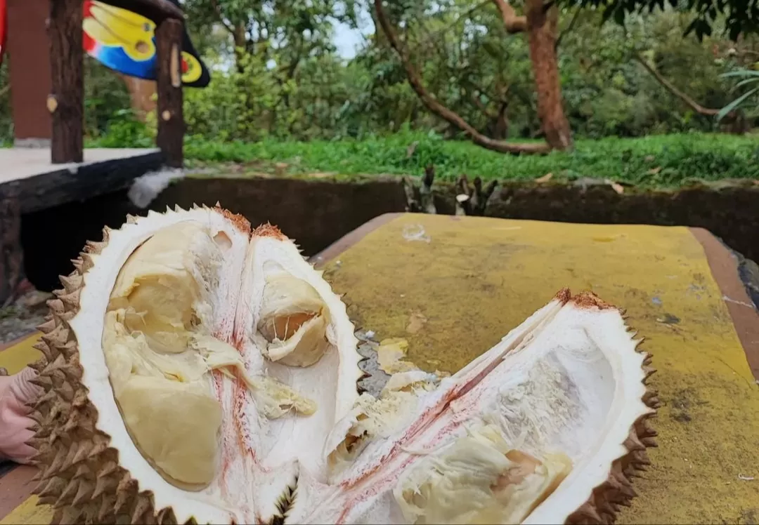 Cicipi buah durian